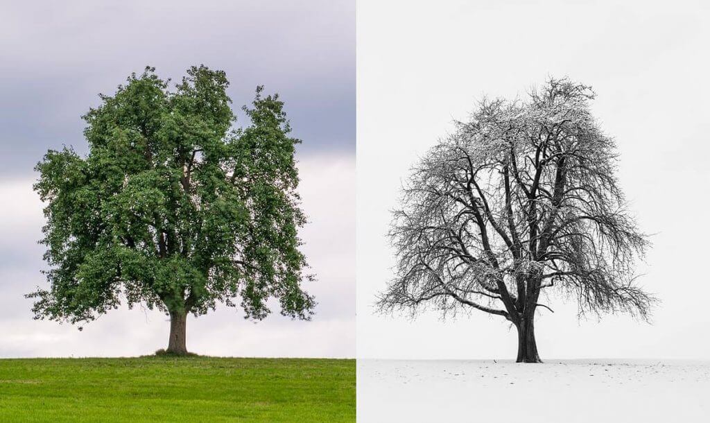 Baumnachbarn - Sukzession - Links Frühsommer, rechts im Winter