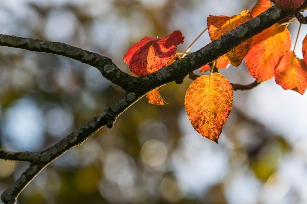 Herbstblätter mit Bokeh im Hintergrund