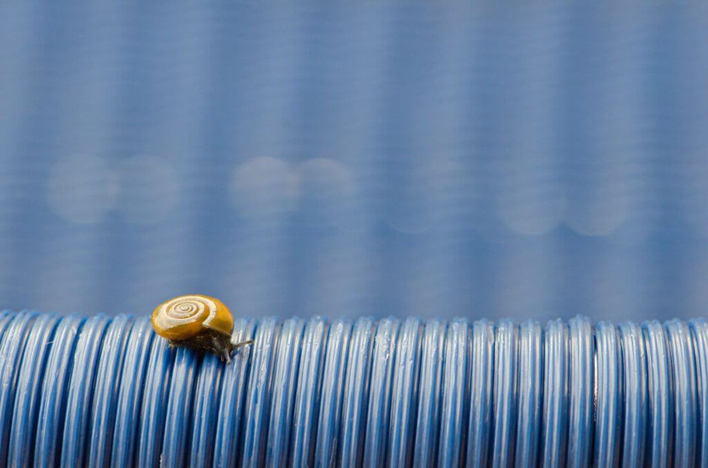 der goldene Schnitt - Schnecke auf blauem Stuhl