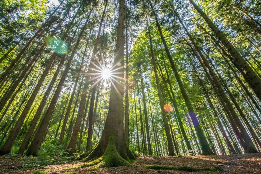 Lichtstimmung im Frühlingswald - Im Wald fotografieren