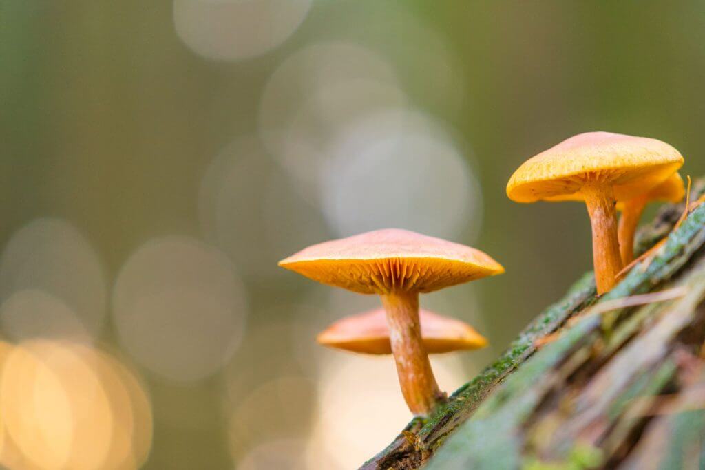 Minipilze im Wald ganz gross - Waldfotografie