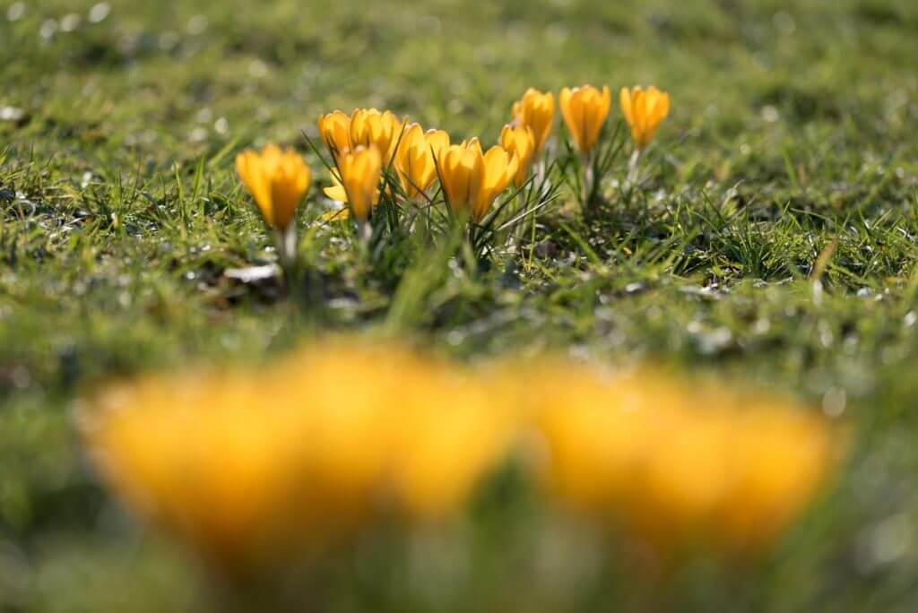 Schärfe einmal anders gesetzt - Fotografieren im Frühling - Krokus