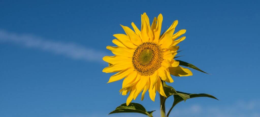 Sonnenblume mit Spiegelreflexkamera fotografiert