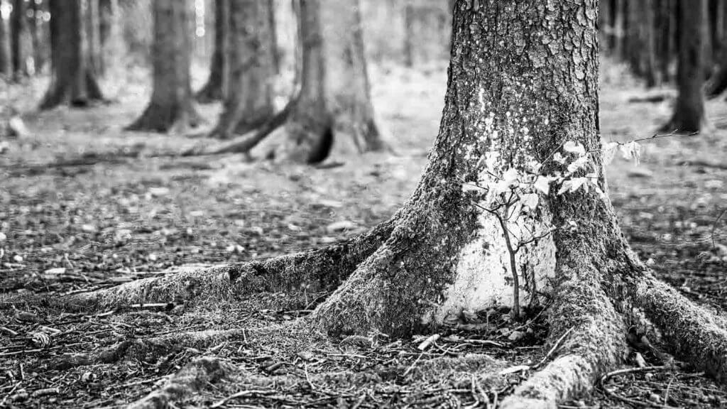 Fotografieren im Wald - mit Festbrennweite