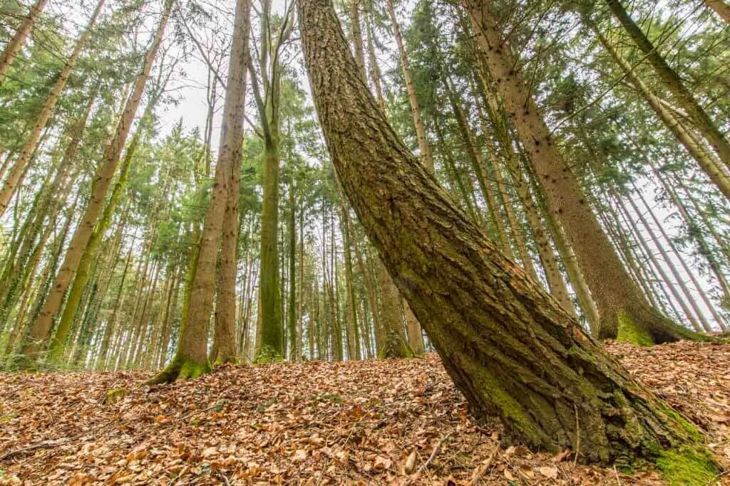 Wilder Baumwuchs im Stadtwald - Fotografieren im Wald