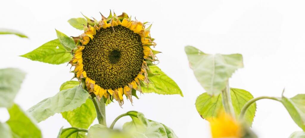 Sonnenblume kurz vor dem Verblühen