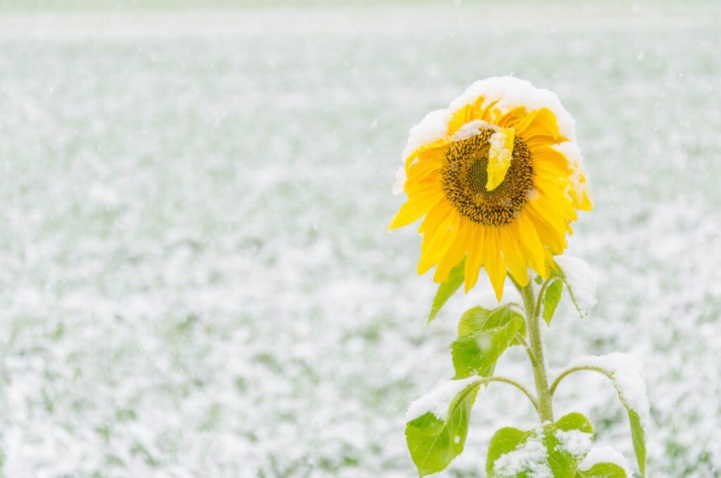 Sonnenblume im Schneetreiben