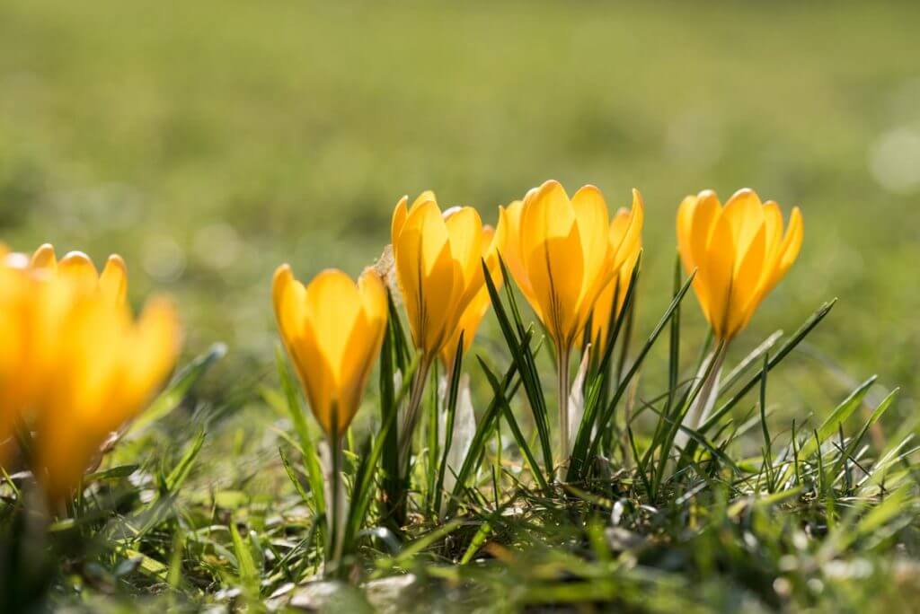 Frühlingsboten im Botanischen Garten