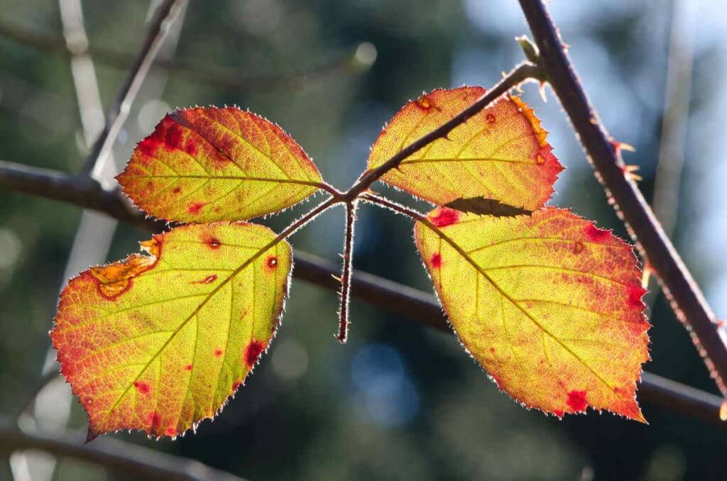 Herbstblätter im Gegenlicht-Wie entsteht ein digitales Bild