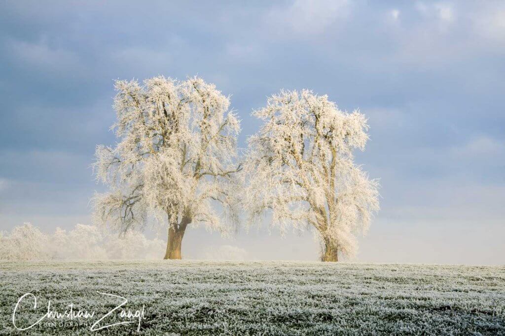 Winterbäume