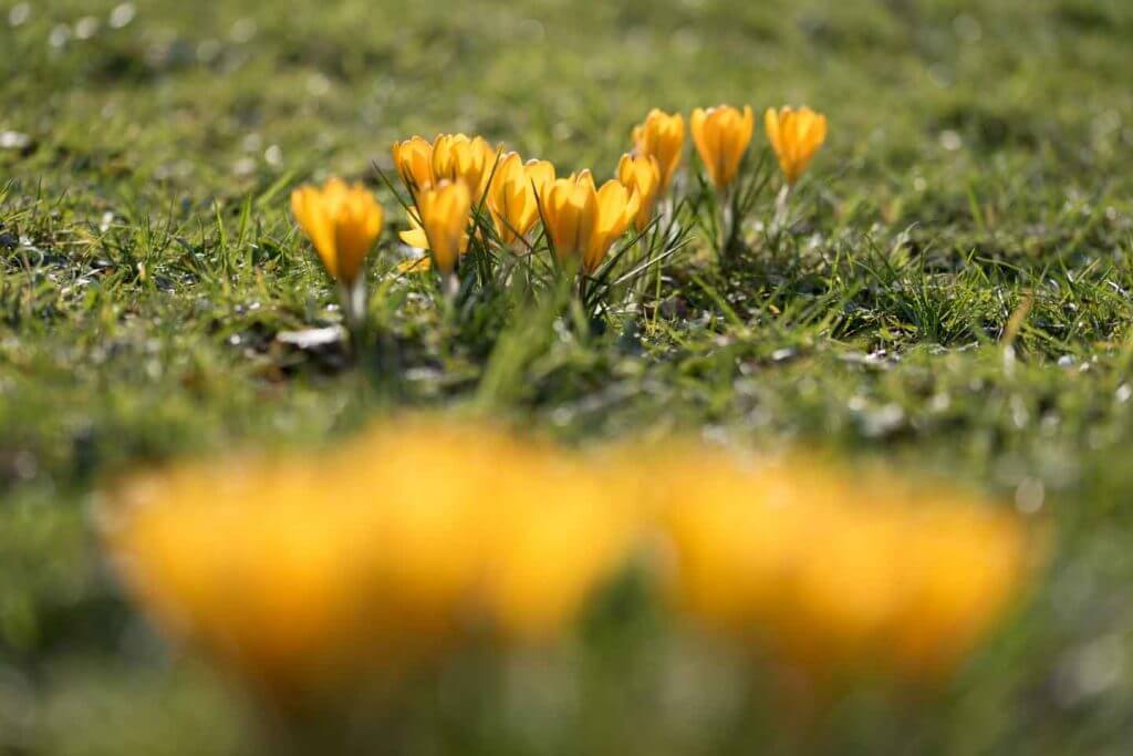 Schärfe einmal anders gesetzt - Wann blüht welche Blume - Fotografieren im Frühling