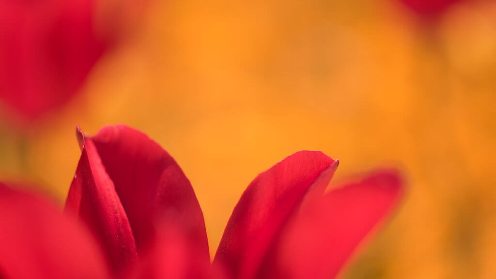 Tulpen - minimale Schärfeebene - Fotografieren im Frühling