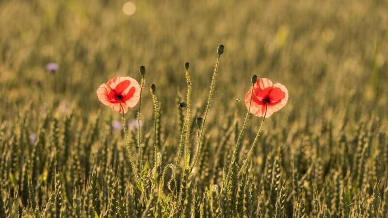 Farbe ins Spiel bringen - Mohnblüten