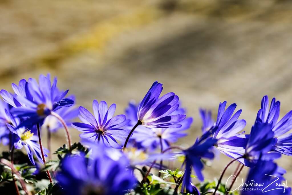 Frühlingsbilder und Frühlingsfotos - blaue Akzente