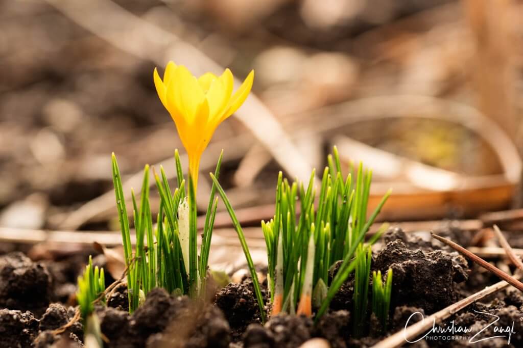 Frühlingsboten Krokus - Frühlingsfotos