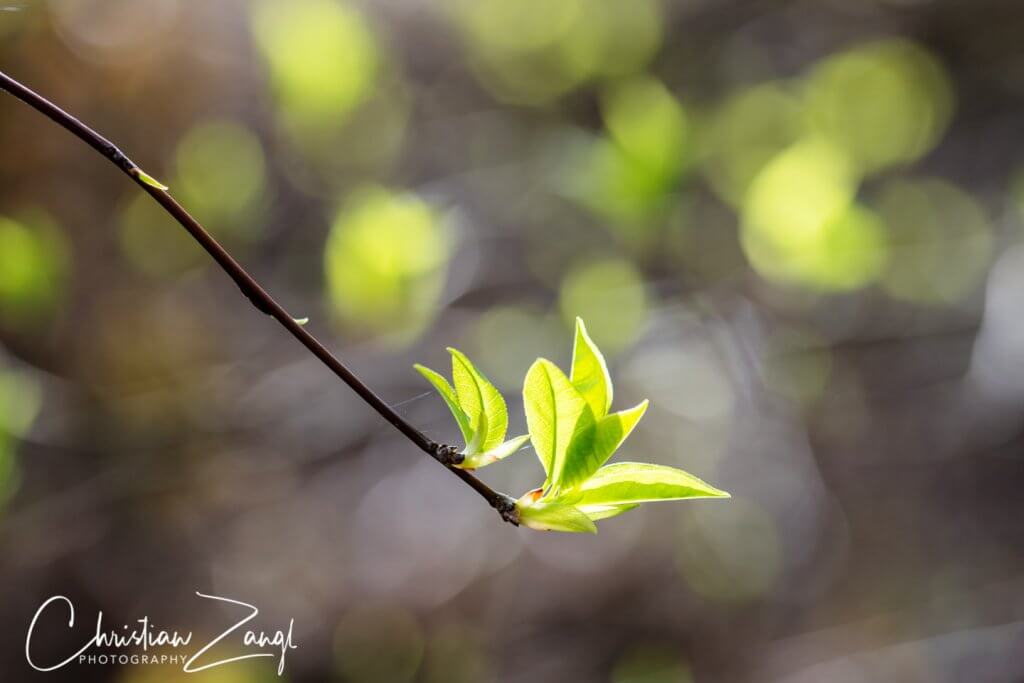 Frühlingstriebe im Gegenlicht - Frühlingsfotos