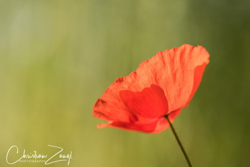 Mohnblüte im Gegenlicht