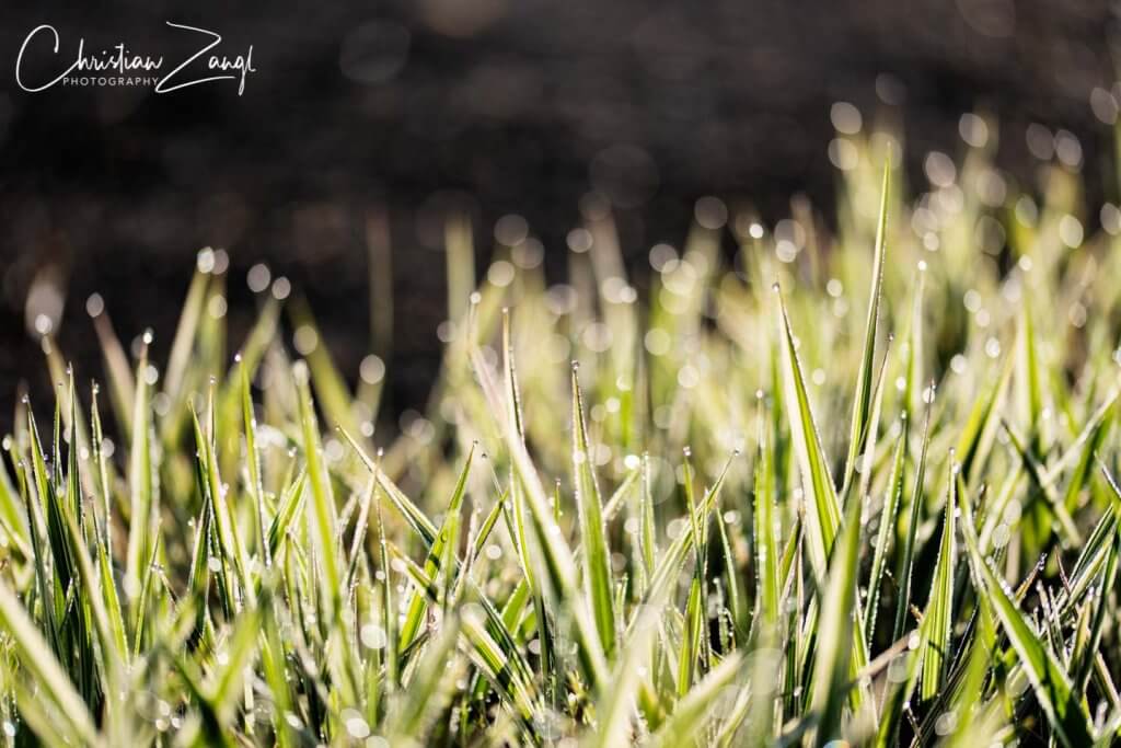 Spitzlichter im Gras - Frühlingsfotos