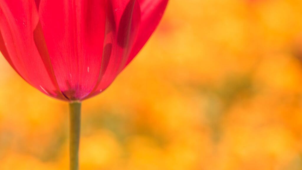 Tulpenfarbenspiel Frühlingsfotos