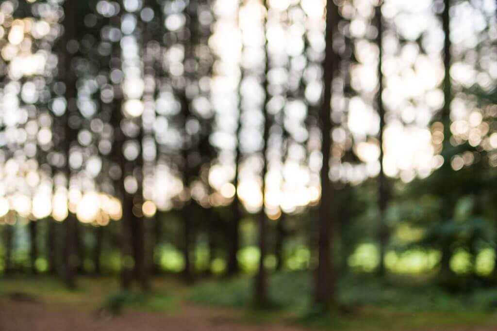 Wald im Hudelmoos in Unschärfe