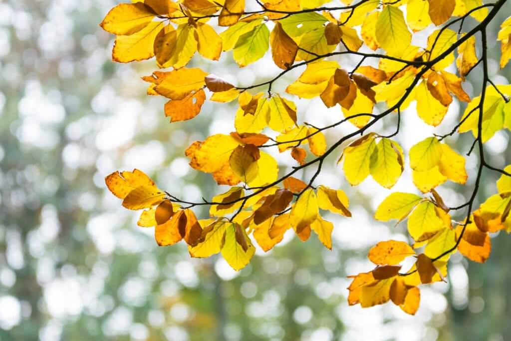 Bokeh-Effekt Herbstblätter im Wald