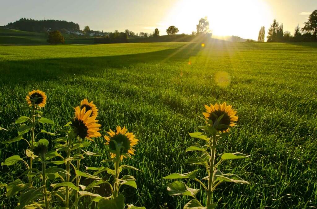 Sonnenblumen im Gegenlicht mit Lens Flares