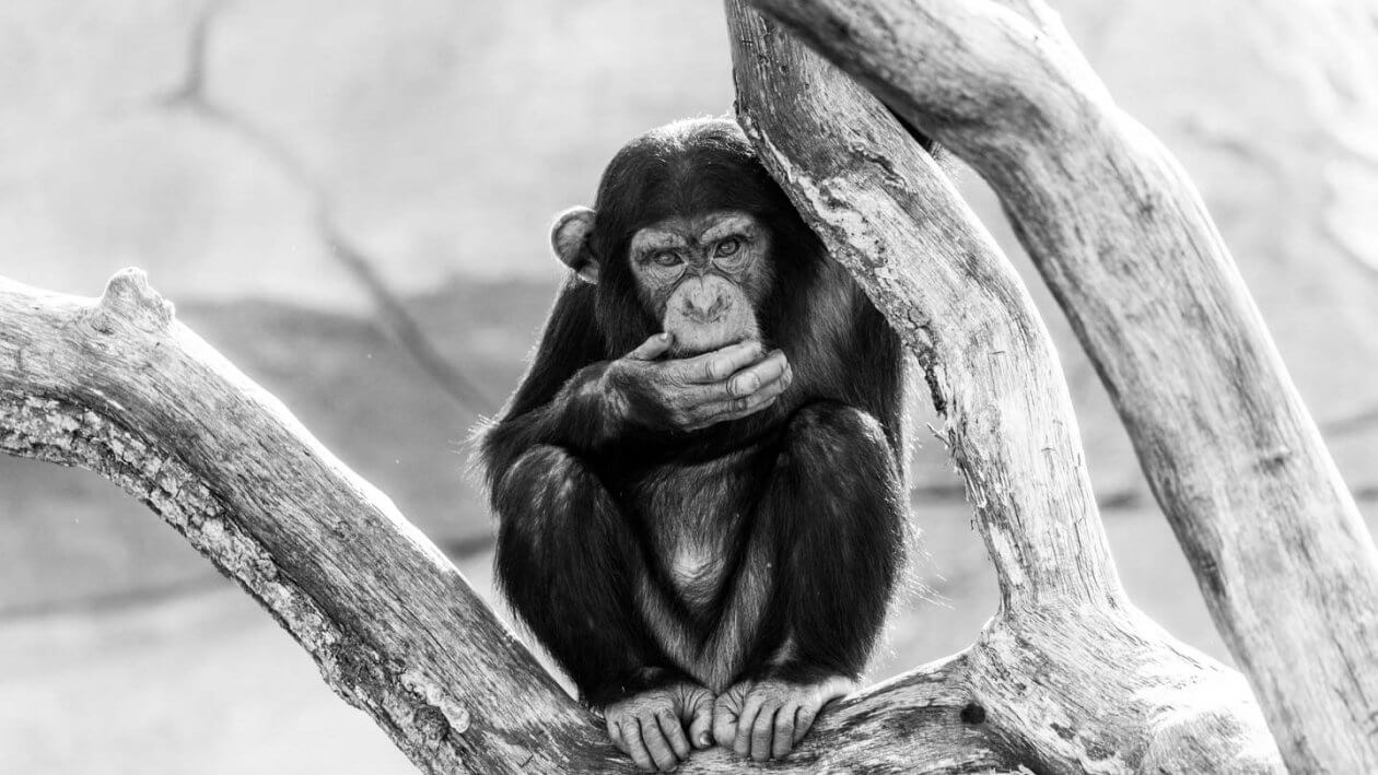 Fotografieren im Zoo - Affen