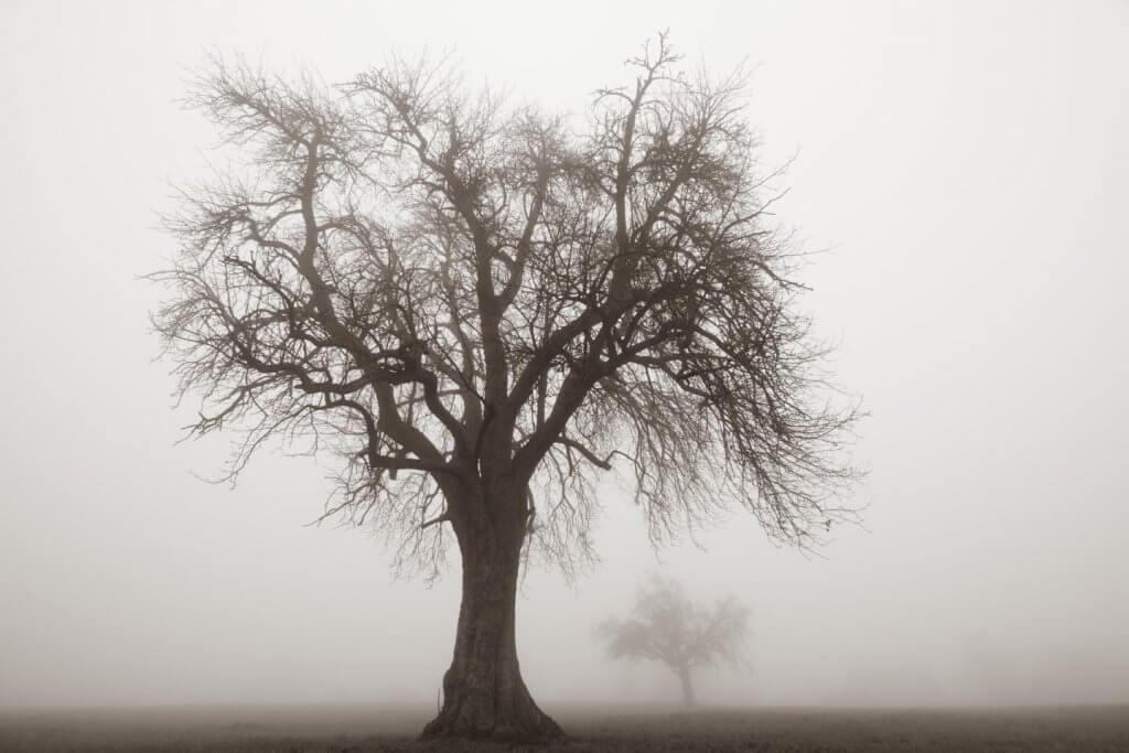 grosser und kleiner Baum im Winter bei Nebel