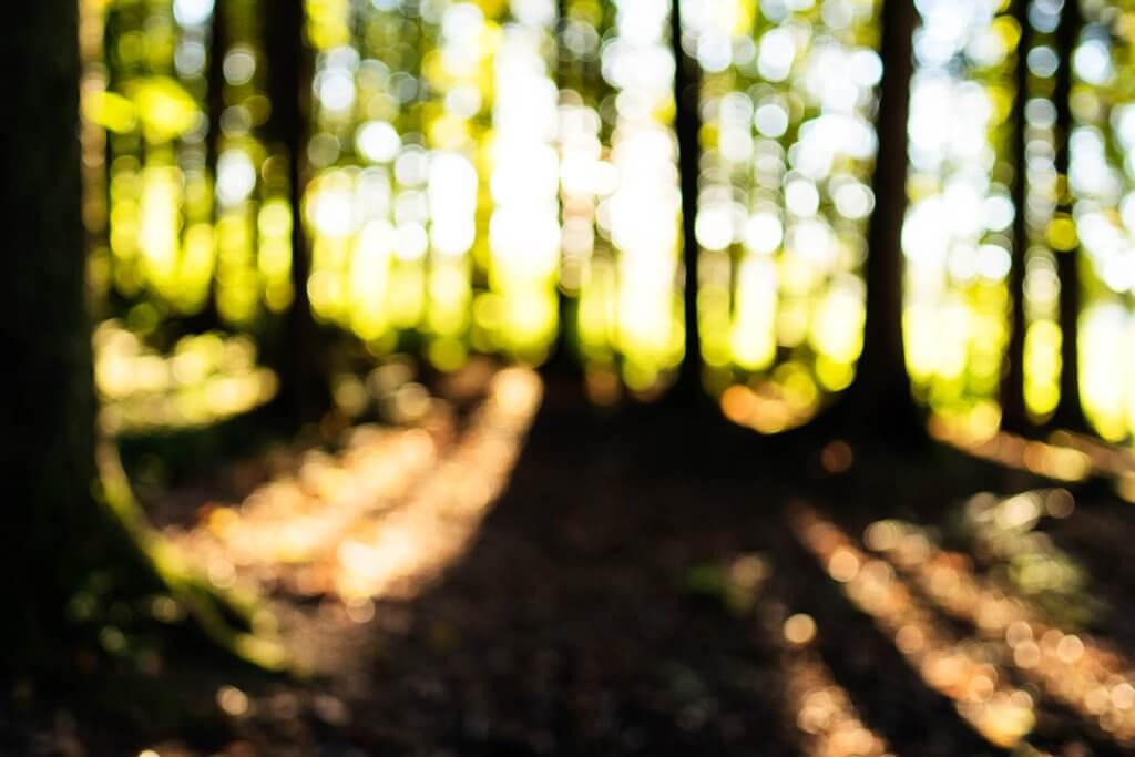 Abendstimmung im Wald mit Bokeh Effekt