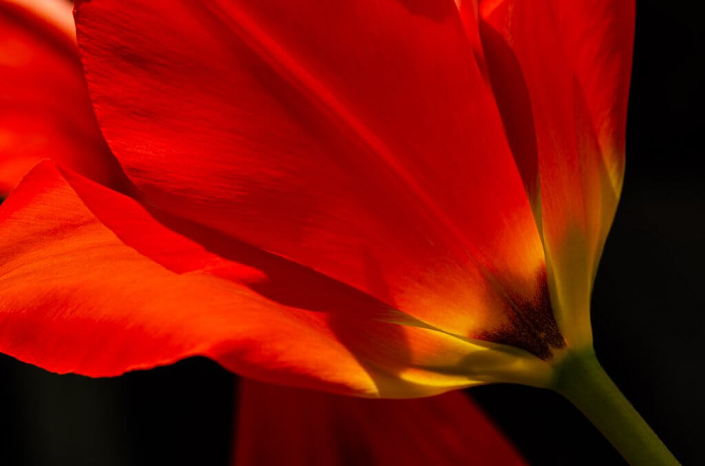 Fotografieren im Frühling - Tulpenwunder nah aufgenommen