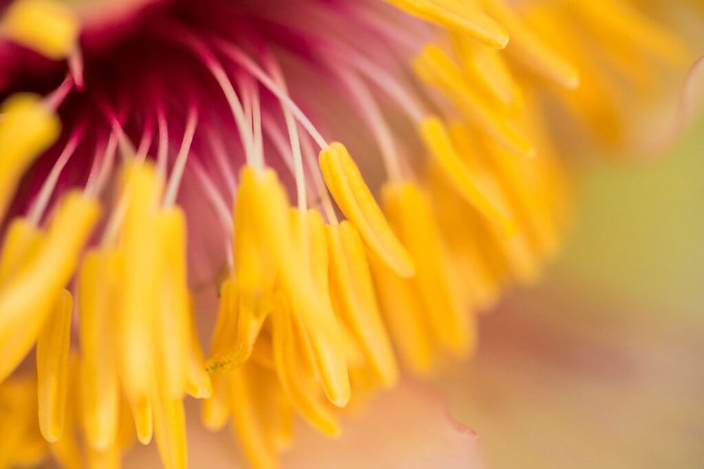 Blumen ganz nah - Makrofotografie