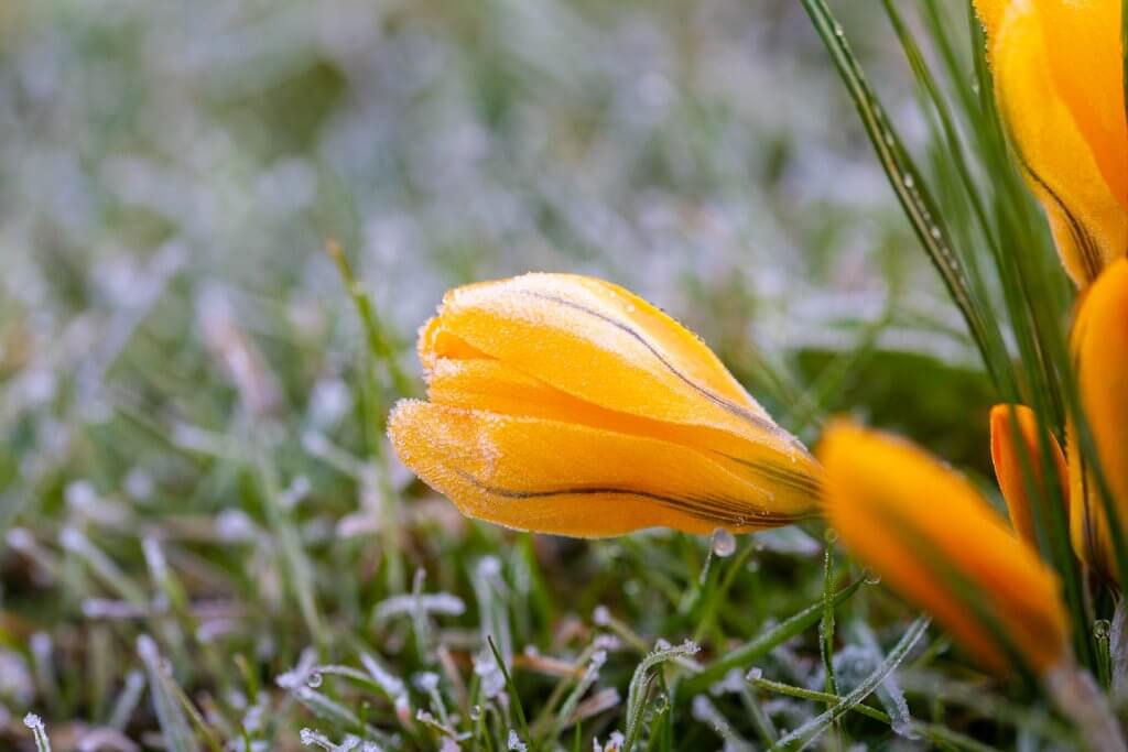 Kampf zwischen Frühling und Winter - Krokus im Morgenreif - Fotografieren im Frühling