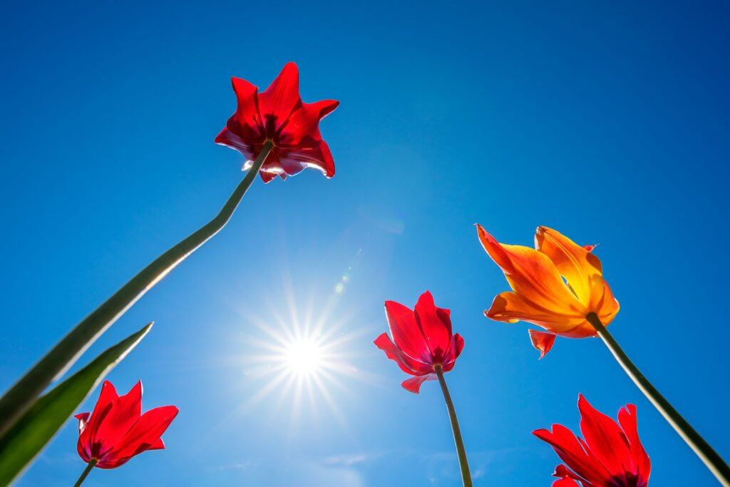 Tulpen aus der Froschperspektive - Frühlingsbilder