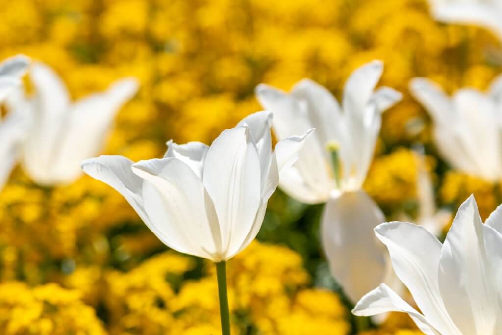 Tulpen im Gegenlicht - weisse Tulpen im gelben Blumenmeer