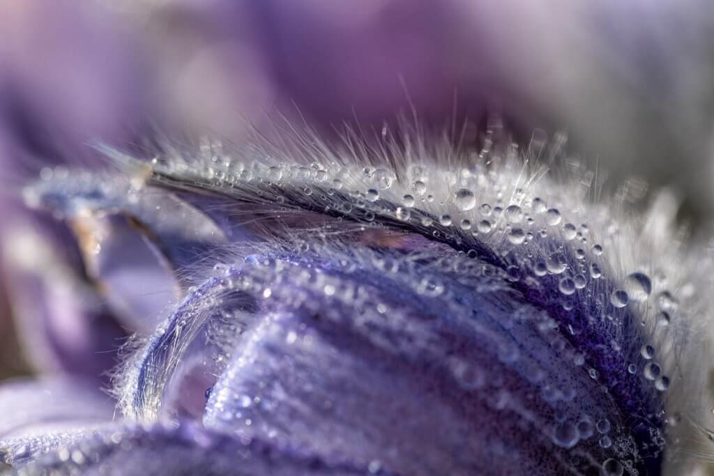 gemeine Kuhschelle im Morgentau - Fotografieren im Frühling